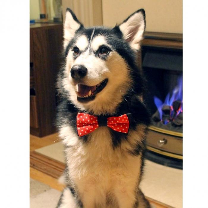 NHL Pet Bow Ties Dog Bow Tie Cat Bow Tie Carolina 